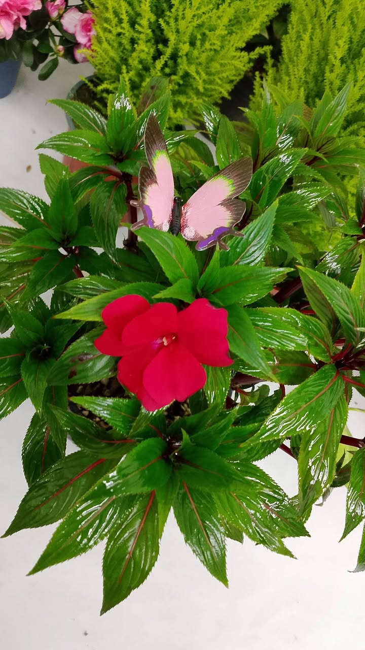 نباتات ضليه وخارجيه بأجمل الانواع
توصيل داخل كركوك ومحافظات متوفر لل استفسار راسلو صفحه


**إذا كنت صاحب هذا الإعلان وتريد حذفه لأي سبب، رجاءا أرسل رسالة إلى الدعم الفني**