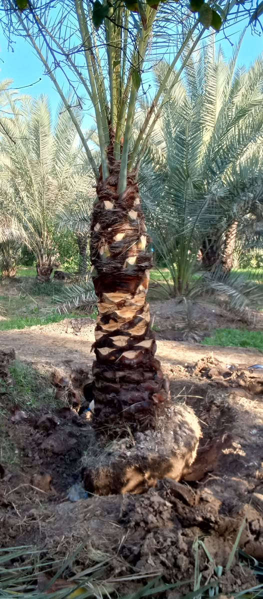 ياالله السلام عليكم
تتوفر جميع الإمايات ارتفاع من متر واكبر 
اليرقب بشراء عنوان واسط الصويره 
***********////***********
