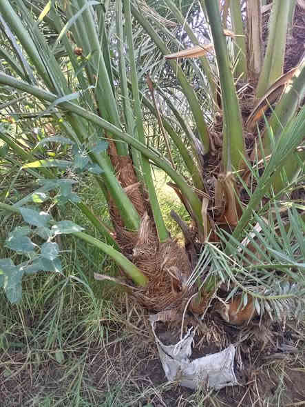 فسائل برحي درجه اولا للبيع   رقمي ***********
