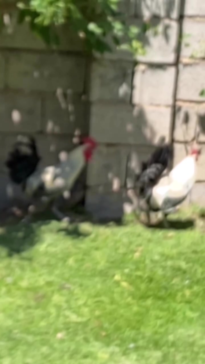 سلام عليكم ديوكه البيع فيومي فول صحه  الشراي يتصل هاذا رقمي ***********
