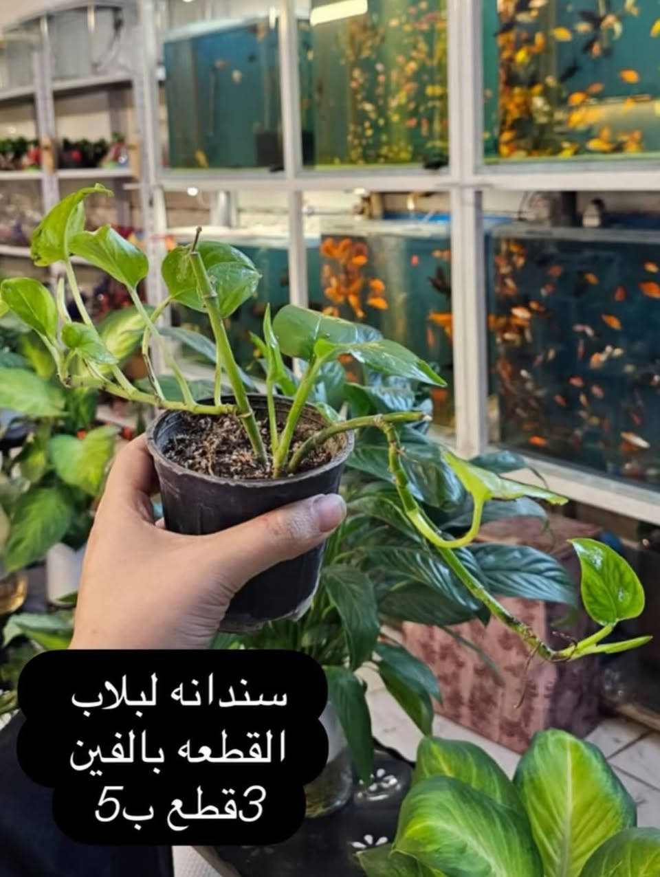 عروض الدر ايام عيد الفطر المبارك                موقعنا نهايةشارع الجاير نهاية حي الامام علي ع مقابل الصورة قرب صيدلية البنين النموذجية وكذلك متوفرة خدمة توصيل #الدر


**إذا كنت صاحب هذا الإعلان وتريد حذفه لأي سبب، رجاءا أرسل رسالة إلى الدعم الفني**