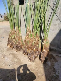 الضلوعية • شتل نخيل • مضمونة