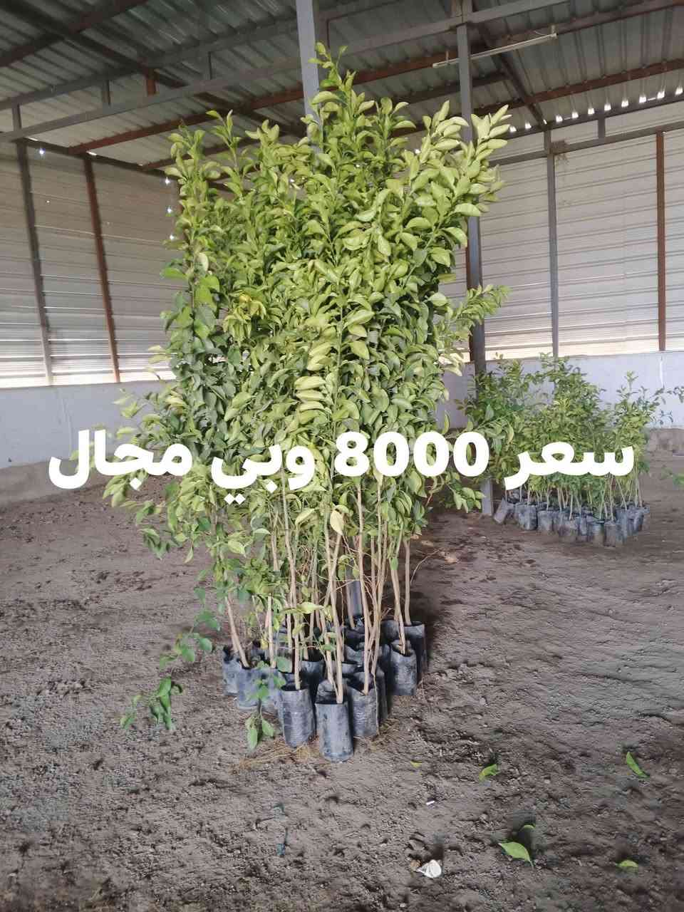 السلام عليكم متوفر لارنج كل الاحجام والسعر مناسبها المكان بغداد الدوره منطقه *********** توفر واتساب
