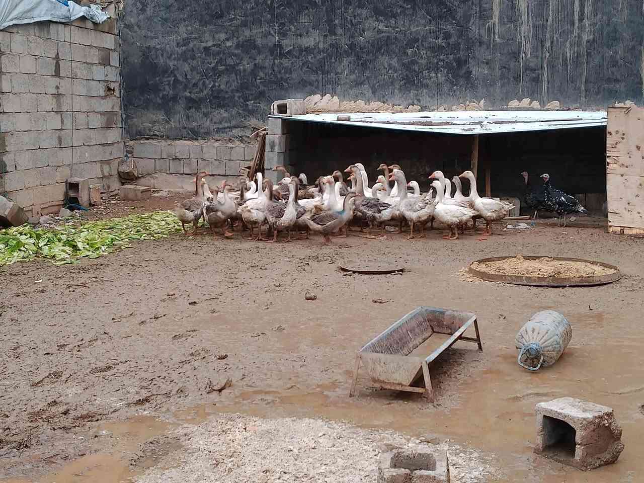 متاح قازات للبيع زوج على 75 اوزان من 3.5 إلى 5 كيلوات اكثرها 4 كيلوات عنوان كركوك حي العسكري مفرد كيلو على 10 قفل ***********
