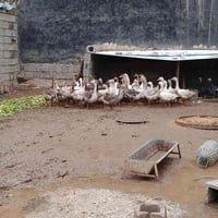 قازات • ٣.٥–٥ كيلووات • كركوك حي العسكري