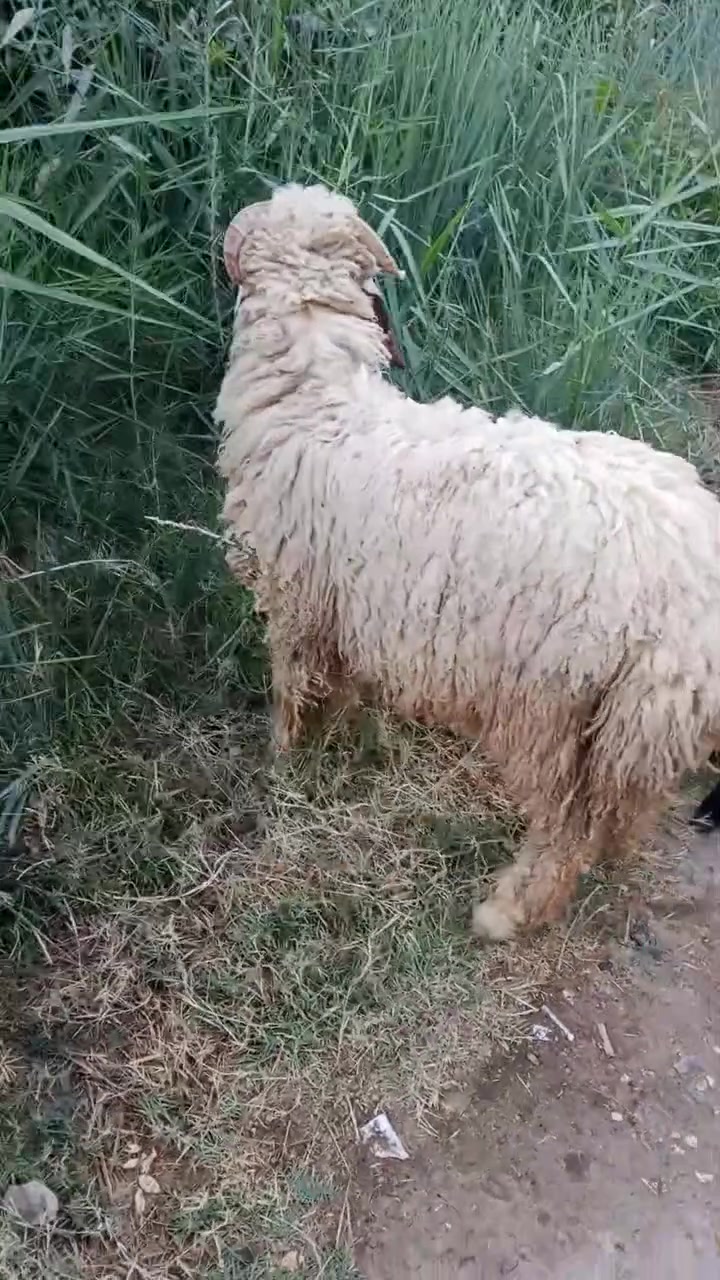 زوج طليان للبيع مكاني الطارمية
‏‪***********‬‏ وات ساب سعر 725
