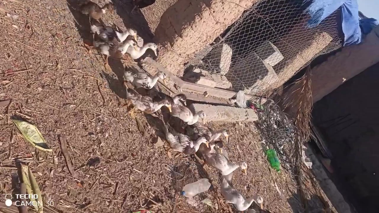 للبيع بش عراقي الزوج ب10


**إذا كنت صاحب هذا الإعلان وتريد حذفه لأي سبب، رجاءا أرسل رسالة إلى الدعم الفني**