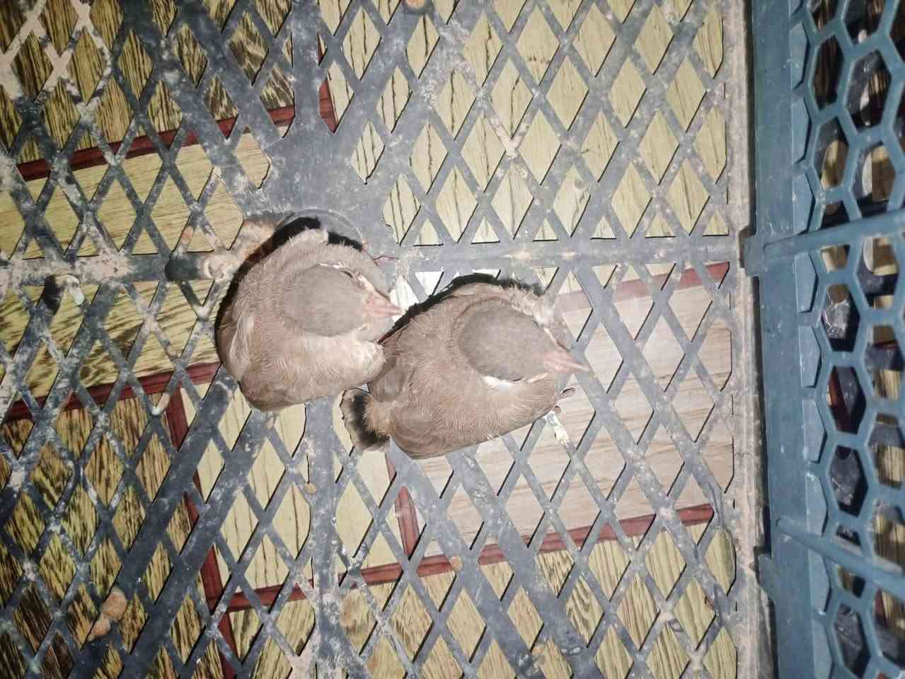بلابل ثنين البيع سعرهن 30 الف
الحفريه


**إذا كنت صاحب هذا الإعلان وتريد حذفه لأي سبب، رجاءا أرسل رسالة إلى الدعم الفني**