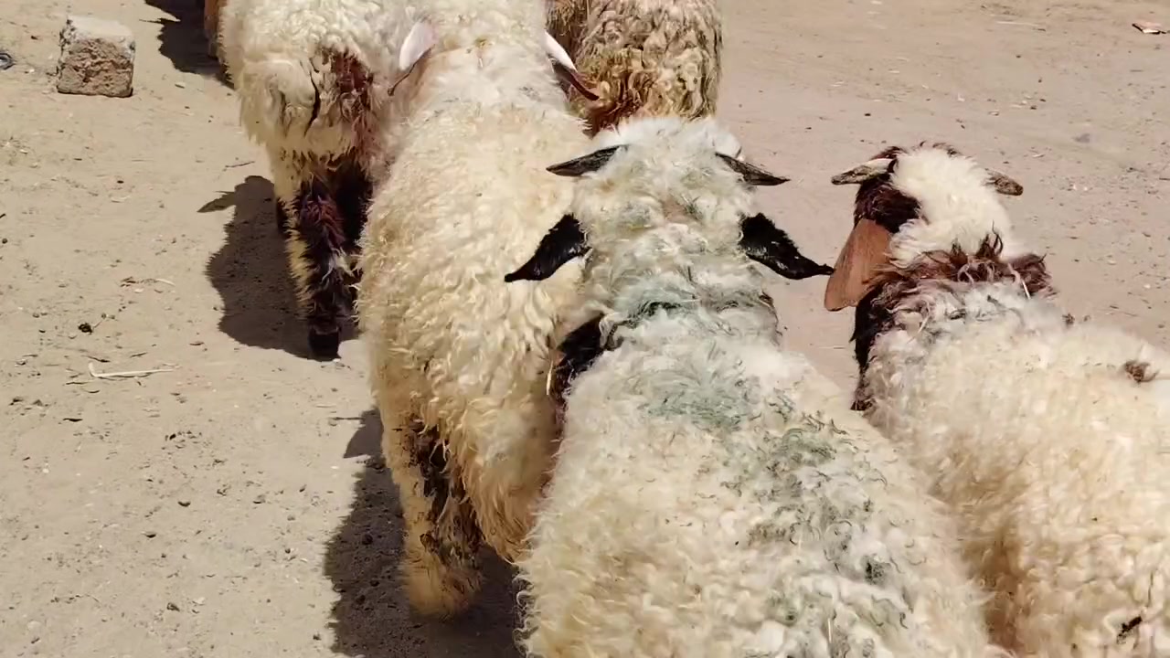 من رخصت الأدمن المحترم
اخوان للبيع طليان 8 خشانه فول شرط مكفولات من كل عيب ابيع شلع شرط النصاحه طليان سمان وخشانه فول مكاني صلاح الدين بيجي للاتصال *********** /***********

