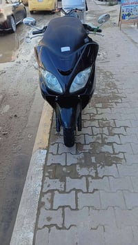 فورزه 0/8 • أوراق كاملة • بابل الاسكندريه