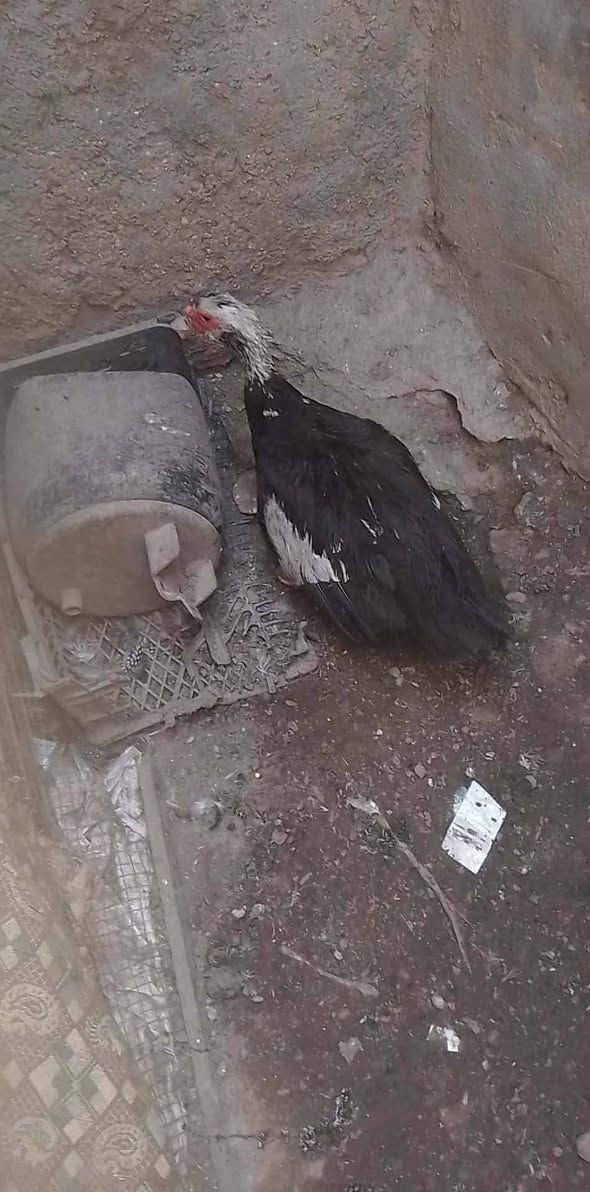 سلام عليكم من رخصة لادمن مكلف بل نشر متاح بط مصري بياضت هذا رقم صاحبهن ***********
