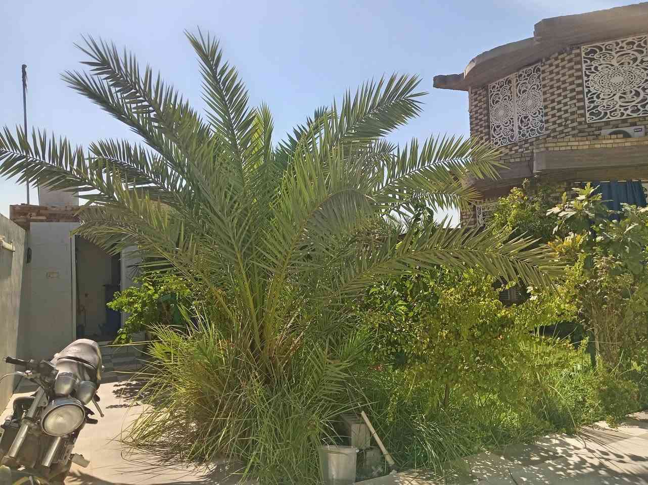 دار ٤٠٠ م للبيع الموقع شارع الفلل خلف بيت الشيخ البهادلي شارع عريض ١٢ م يتكون الدار من طابقين الطابق الأول يحتوي على كراج سيارات وحديقة كبيره وصحيات خارجية واستقبال كبير وصاله كبيره ومطبخ كبير وصحيات داخلية كبيره مع غرفتان نوم كبيره مع مناور عدد ٢ مع درج دائري الأرضية بورسلين وسيراميك السقف جمس بورد كونكريت مسلح صب درجة أولى اما الطابق الثاني يحتوي على شقق أثنان عباره عن سويت  واحده منه غرفه وصاله وتخاريج و بلكونه اما الثاني يحتوي على غرفة عدد ٢ مع صحيات علماً أن البناء حديث السعر ١٧٥ بي مجال بيع مستعجل للجادين الأتصال على الرقم ***********
