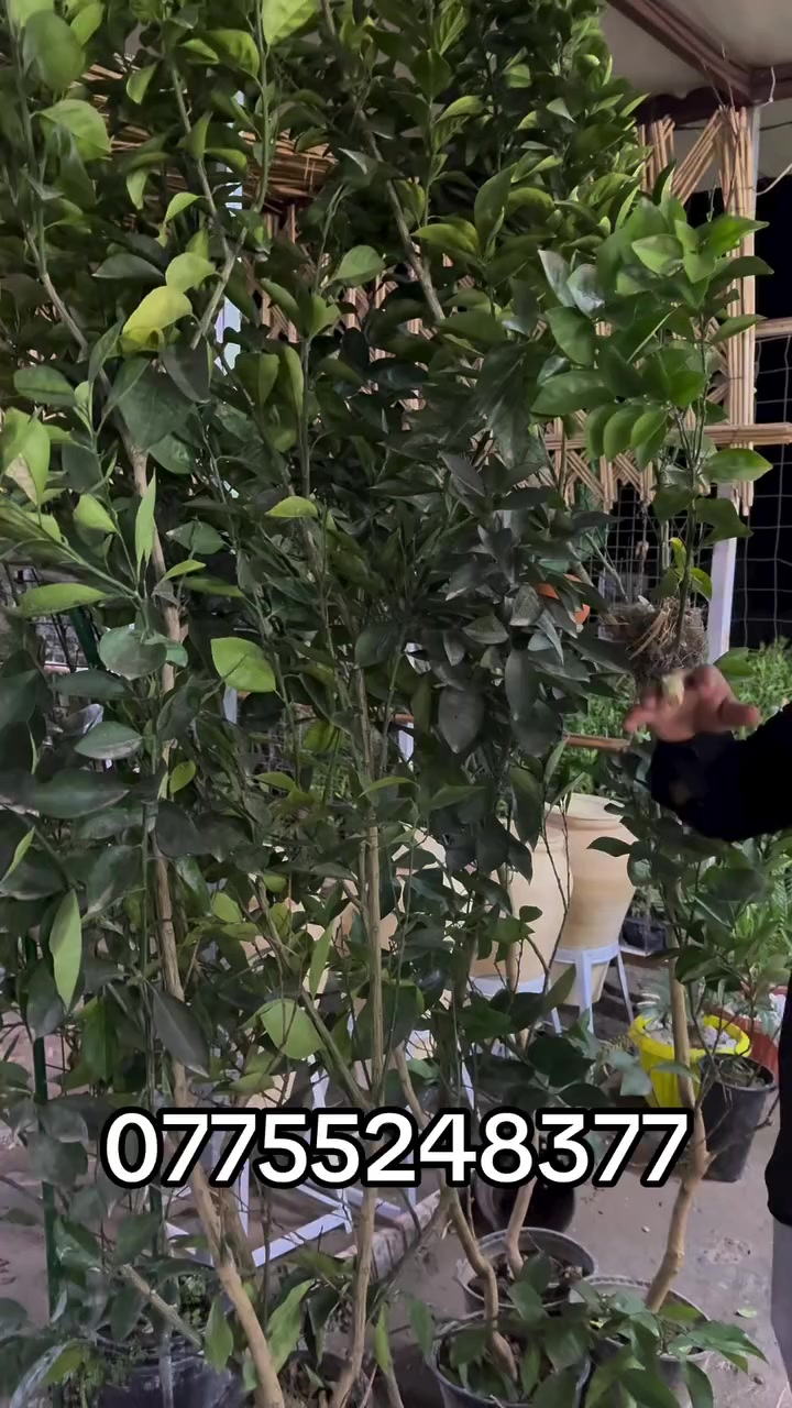 ‏صل على محمد وآل محمد
برتقال +رارنج+ليمون 
احجام خير من الله ٣ متر
مشتل السدره 
العنوان بابل الحمزه الغربي قرب فرع خيكان 
موجود توصيل جميع محافظات العراق 
***********
***********
