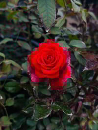 ورد جوري • مشتل النورين • توصيل صويره