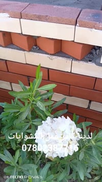 لدينا كادر عمل المشوايات 07802387716