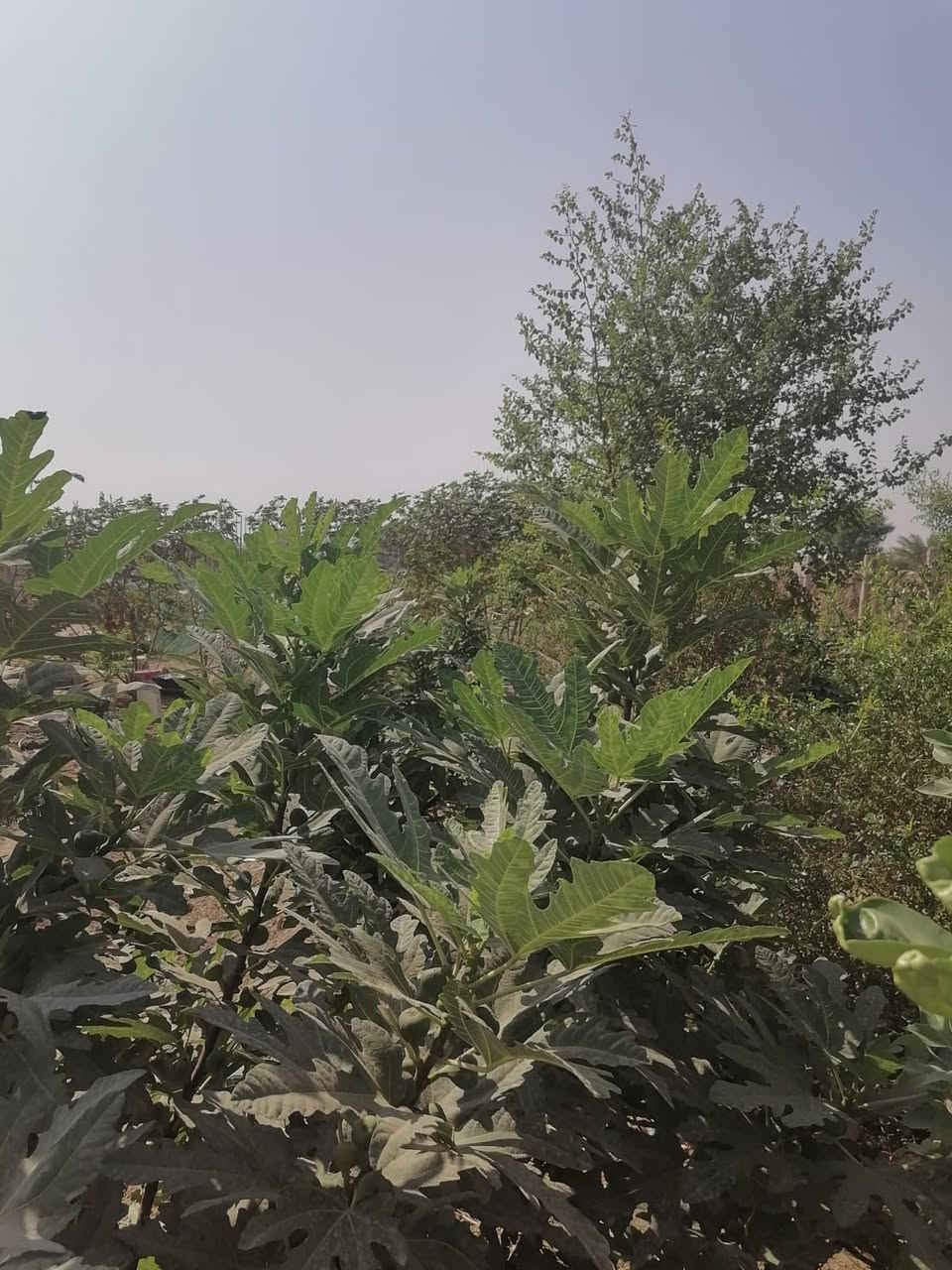 اللهم صل على محمد وال محمد من رخصة مسوؤلي الكروب
بيت مع مزرعة للبيع – بغداد حي البتول 
 مساحة الأرض 2500 مزروعة بأشجار حمضيات وفواكه تين بربن رمان نبك تفاحي 
فسايل نخيل برحي اصطه عمران تبرزل 
مساحة البناء 150م²:
البيت : 2 غرف نوم، استقبال، هول، مطبخ، مجمع صحيات، وواجهة 20 م. نزال 130 م 
نهاية الشارع مدرسه الخيرات 
📞 للتواصل: ***********
°22'31.9"N 44°32'13.7"E
