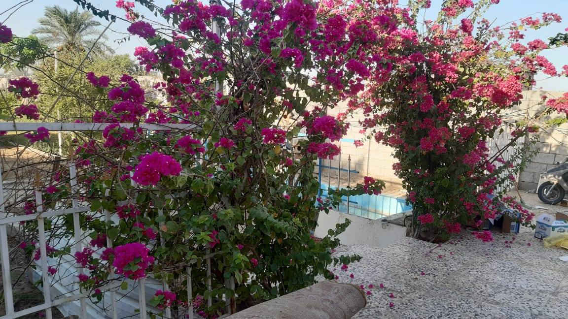 السلام عليكم
نصف دونم (١٢٥٠ متر) 
ملك صرف سند ٢٥
 واجهة ١٢ ونص نزال ١٠٠ 
يحتوي على دار٣١٧ متر
يحتوي على ٣ غرف نوم
+مسبح 
+ حدائق واشجار مثمرة
 + كراج يسع عشر سيارات
 بيت بناء حديث ٢٠٢٢ 

منطقة الاوسمة والانواط في بغداد 
***********بي واتساب
