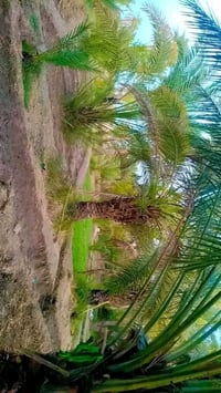 قرب شركة السطح الامين • دونمين • ماء وكهرباء