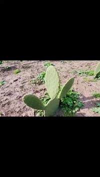 تين شوكي هجين • تعفن كفوف • علاج التعفن