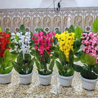 سيت • اشجار ٦٠سم • توصيل جميع المحافظات