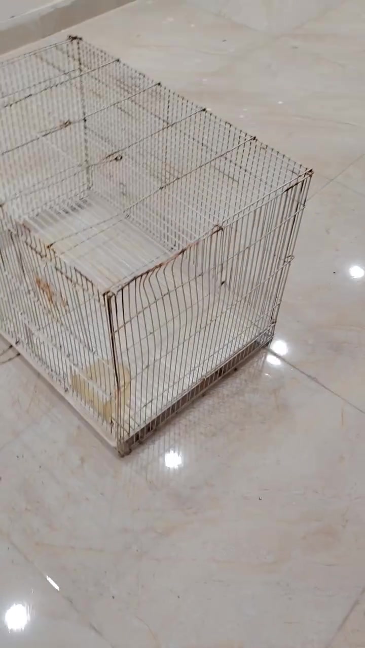 متاح خانه قياس ٤٠ سم وقفص مثل ما موضحات بالفيديو المكان بغداد الكاظميه الشراي يقيمهن وياخذهن


**إذا كنت صاحب هذا الإعلان وتريد حذفه لأي سبب، رجاءا أرسل رسالة إلى الدعم الفني**