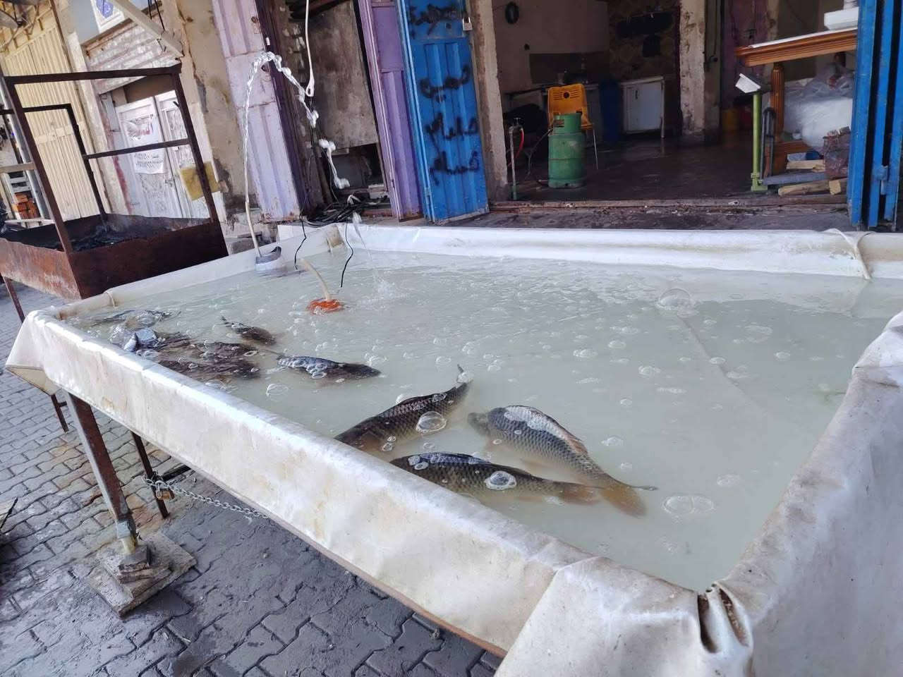 ‎محل اسماك لبيع  غير متواجد عل فيس 
سبب عدم تفرغ بي بلي وخير من الله 
الاتصال فقط *********** او واتس‎ كربلاء, العراق
