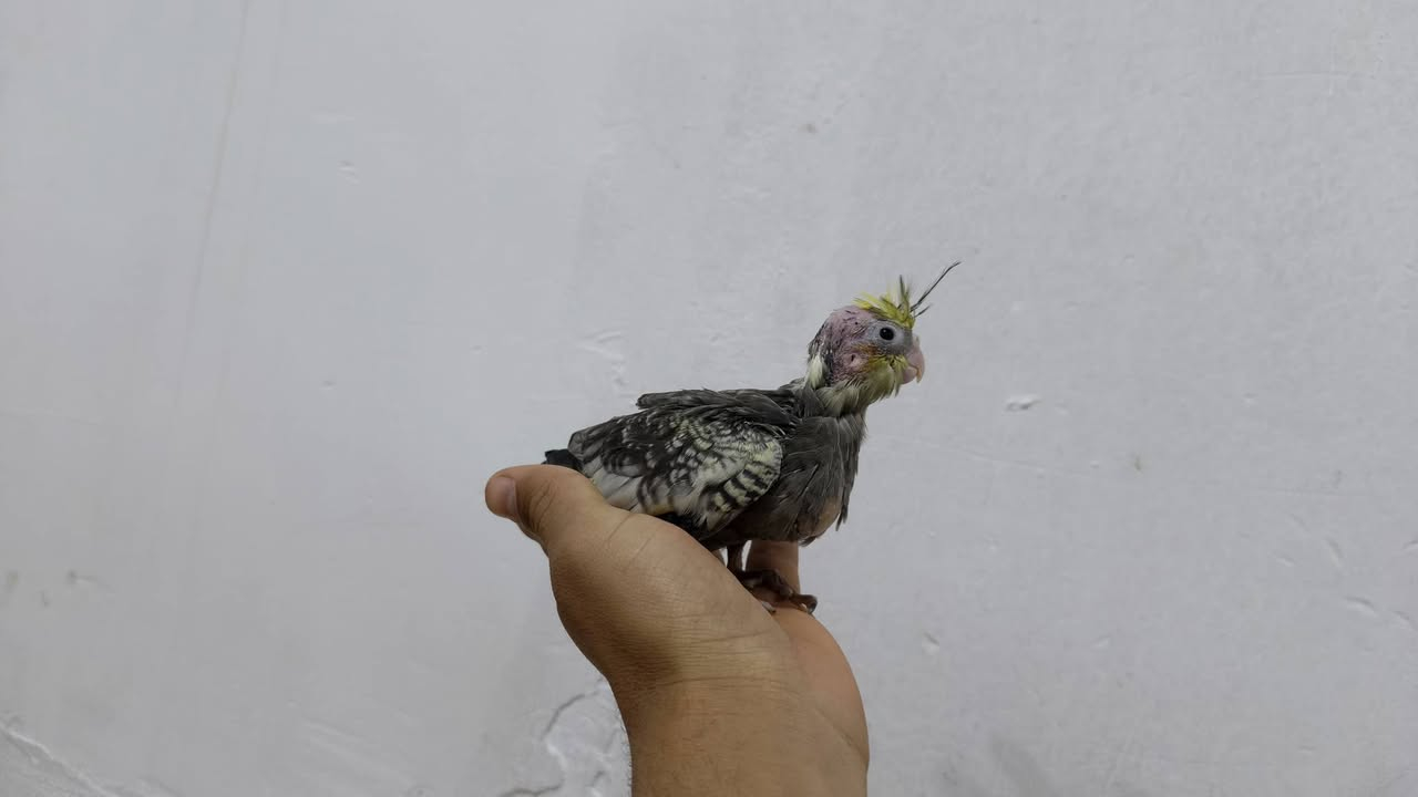 سلام عليكم زوج كوكتيلات للبيع تك حبشي تك انكليزي شرط الصحه مال زق


**إذا كنت صاحب هذا الإعلان وتريد حذفه لأي سبب، رجاءا أرسل رسالة إلى الدعم الفني**