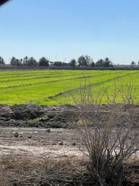 20 دوانم للبيع على المشروع الاراضي مباشرتا العنوان تاجي ذراع دجله تباع...