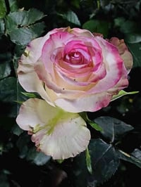 اي استفسار يخص الزراعة سنكون في خدمتكم على مدار 24 ساعة  وباشراف هندسي...