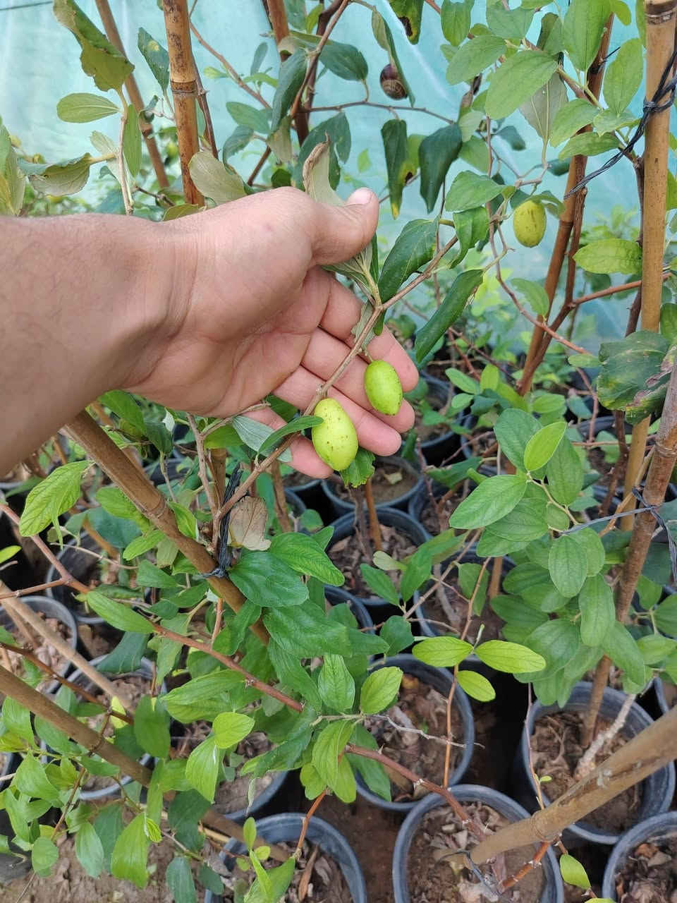 مشتل نعناعه  الرفاعي الصوب الاول مجاور جسر المشاة بتجاه السايلو مقابل اعدادية الرقيم الاهليه يوجد توصيل ***********
