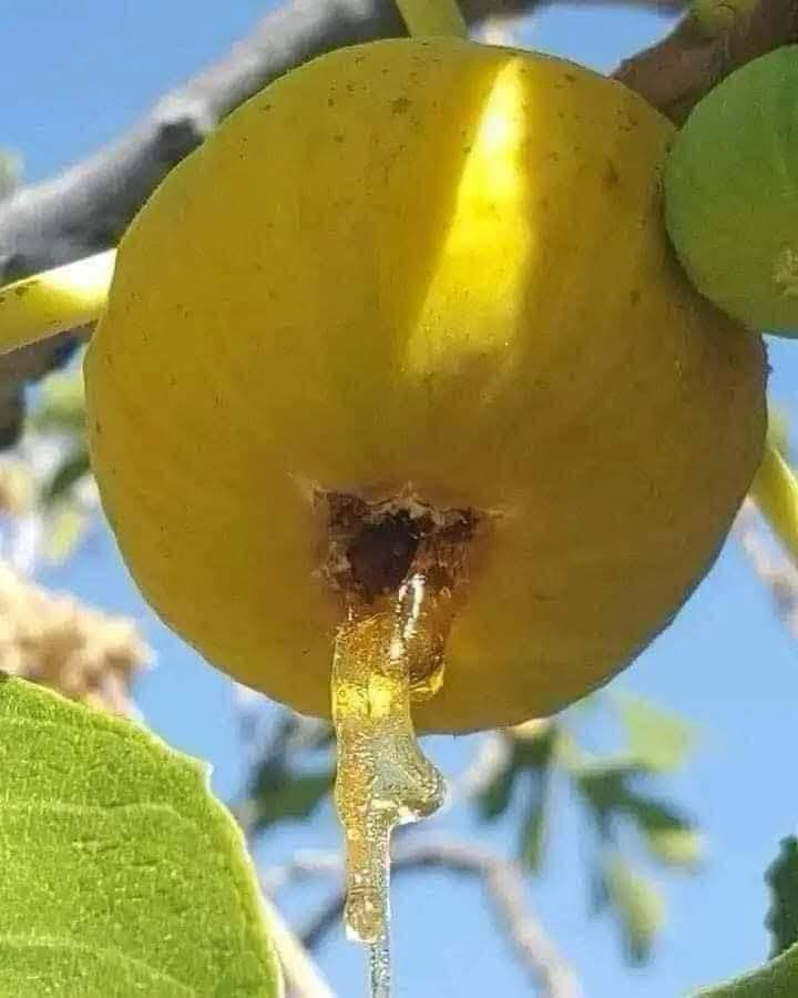 وصول وجبة جديدة في مشتل ناطق العلوان الخميس 14/5شجرة تين العسل الأصفر من كازاخستان 🍯

🟨 تين أصفر كبير الحجم، نوع نادر
🟨 یحمل مرتین کل سنە (صيفي وخريفي)
🟨 طعمه كالعسل وحلاوته خفيفة 🍯
4-6 حبە یطلع اکثر من کیلو
🟨 يحمل ثماراً وفيرة
🟨 يتحمل الحرارة و الجواء العراق
🟨 الاول سنە یحمل

🟨 مناسب لمناخ  العراق

___________
للحجز و الطلب ، تواصلوا معنا عبر الواتساب ***********
