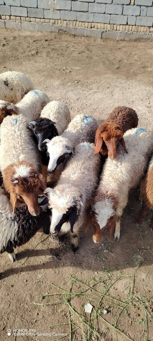 طليان عدد 12 خشنات وسمان كلش خير من الله 
مال بررر يرهمن كصابه وجني ونذر وضحيه وهديه 
مشروطات كافه شروط الجني وصحاه 
مكاني ناصريه سيددخيل 
سعر الواحد 275 
الشراي يتصل واني بخدمته 
***********
