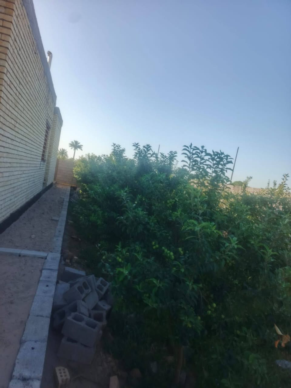 بيت بناء طابوق المساحه 350مع دونم مشجرطابوزراعي تحويل مباشر المكان الفلوجه السچر تبعدعن 5دقايق وجه شارع ونهر السعر140


**إذا كنت صاحب هذا الإعلان وتريد حذفه لأي سبب، رجاءا أرسل رسالة إلى الدعم الفني**