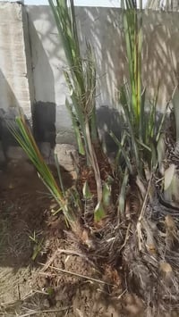 متــــــوفـــر عمرانيه حماله مثل ماواظح بالفديوو 07734034320