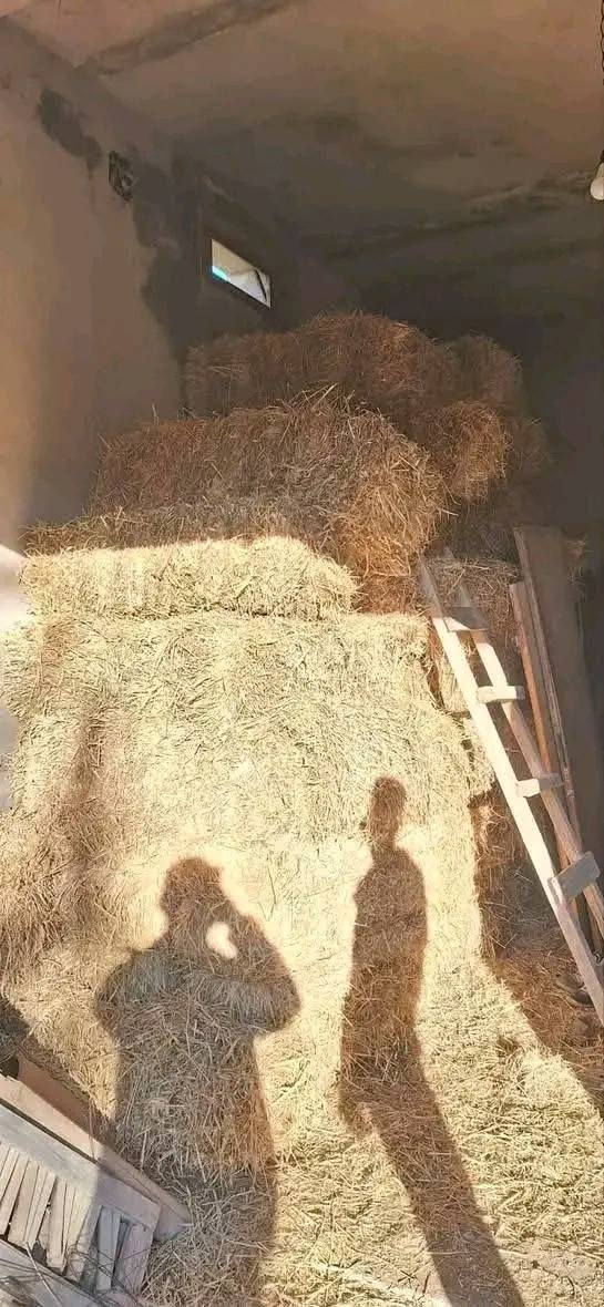 ✅مرحبا بك ☎️05.61.16.50.42☎️
 بلوطة 40الف لقمح 40الف شعير بلوطة خرطال50الف بوطة
✅مقر طارف بلدية عين خيار
✅رقم هاتف 05.61.16.50.42
✅توصيل 69الايات


**إذا كنت صاحب هذا الإعلان وتريد حذفه لأي سبب، رجاءا أرسل رسالة إلى الدعم الفني**