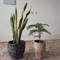 زهور كبيرة • مقاسات مناسبة • للبيع