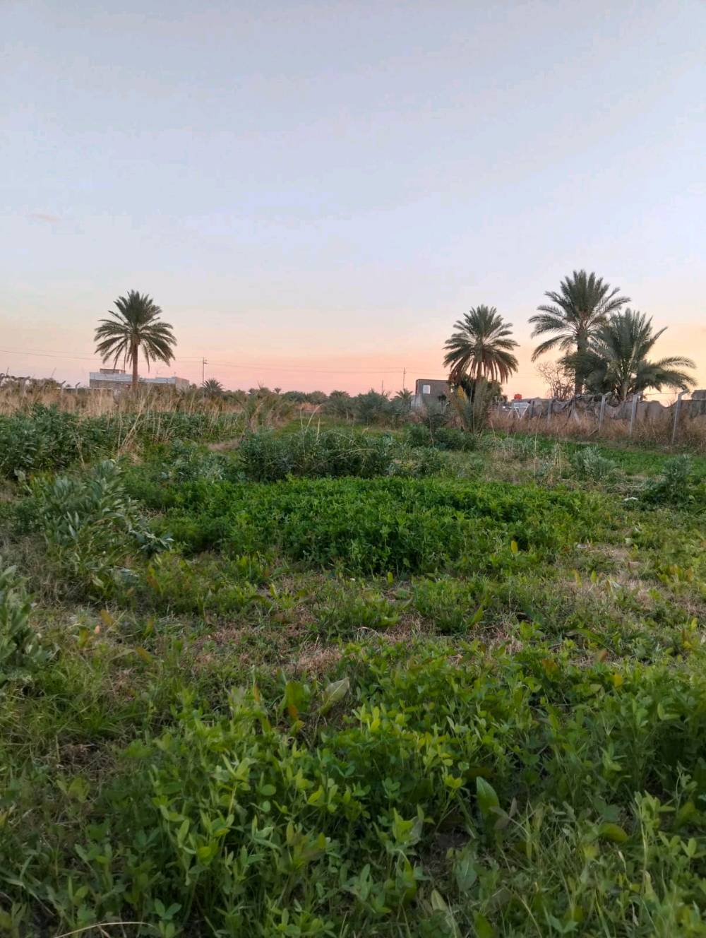 السلام عليكم آراض زراعيه المساحه 2 دونم متوفره كامل الخدمات ماء وكهراب على شارع فرعي الموقع حله  بزل حجي علي والارض مزوعه 100نحله واللعلم الارض سند 25