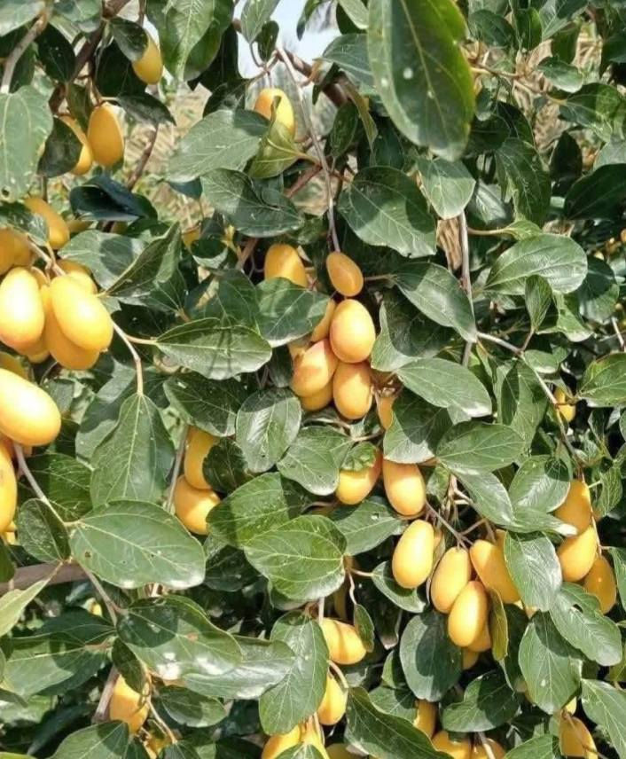 الي يريد اقلام نبك عرموطي بدون نوه راقي جدا جدا يراسلني واتساب ويدلل تجيك سياره للبيت وتسلم اقلامك  وتوكل ع الله 
***********
واتساب مراسله فقط
