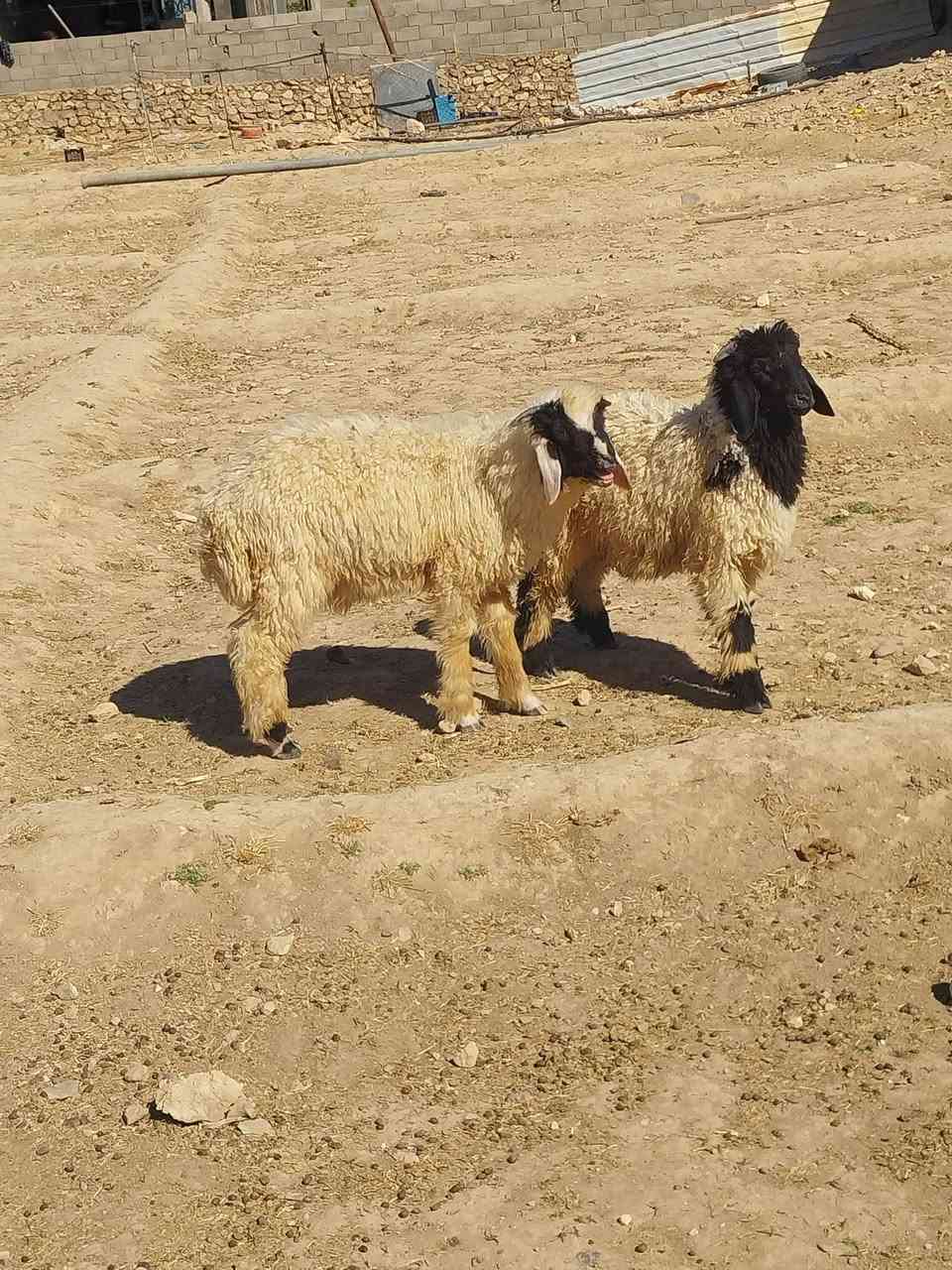 بسم الله متااح زوج خرفان كلشي يرهمن شرط النصاح مكان   عنه الريحانه    سعر زوج    ٥٠٥
توصيل حسب الاتفاق.   ***********

