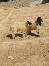 زوج خرفان • الريحانه • توصيل