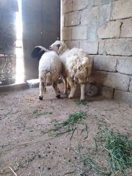 جوز دجات مربوطات على خبز سمان وناصحات شرط النصاحه السعر ٤٥٠ ألاتصال على الارقام ***********  أو ***********  ألمكان سديره الفياض
