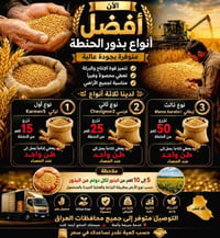 بذور حنطة • قمح • حبوب • بذور زراعية • بذور تركية • بذور فرنسية • بذور...