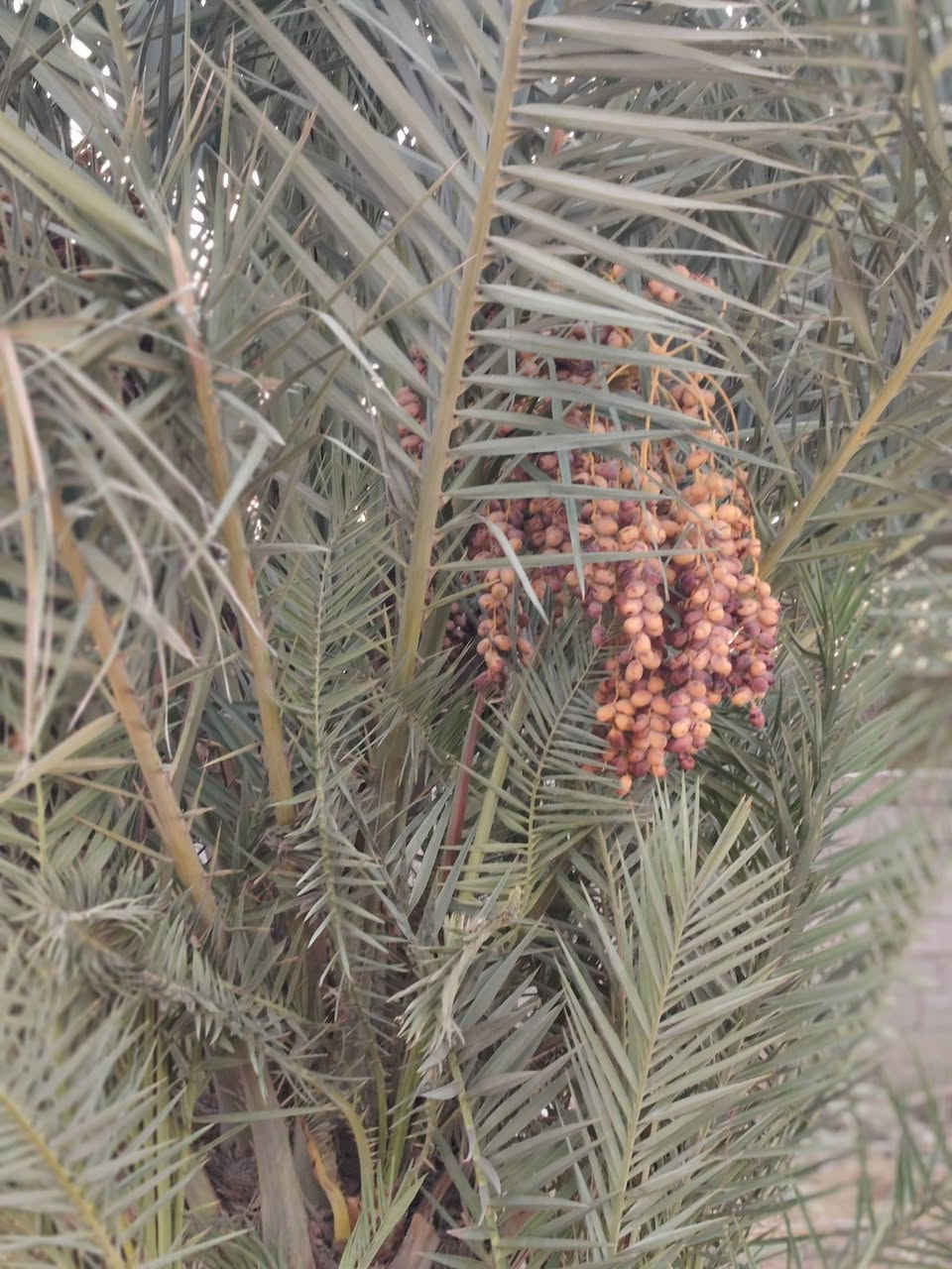 يالله  سلام عليكم  ارض زراعيه
اصلاح زراعي بسمي 👍 ارض زراعيه مكان بابل الحمزه الغربي   منْطقه  العوادل اتصال عله رقم ***********
