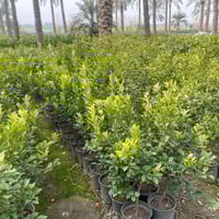 لانكي صيني • سندان ٢٤ • توصيل بغداد