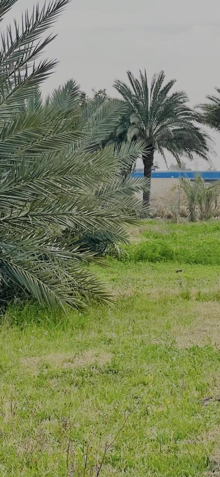 #ارض زراعية _للبيع 📍 الموقع:الديوانية طريق السنية السياحي، قرب مجمع توحيد
مقابل مشروع الماء

📄 النوع: زراعي سند 25 (مداور مباشر)

📐 المساحة: دونم ونصف
📏 الواجه 25
      نزال 150

⚡ الخدمات:

* كهرباء
* ماء إسالة
* تبليط وجهين
تبعد عن الشط 30 متر
انارة الشوارع
تحتوي على نخيل

واتساب. ***********
