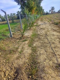 6دونم   للبيع    طابو سند 25 ابو غريب حميد شعبان سعر الدونم 90 للاستفس...