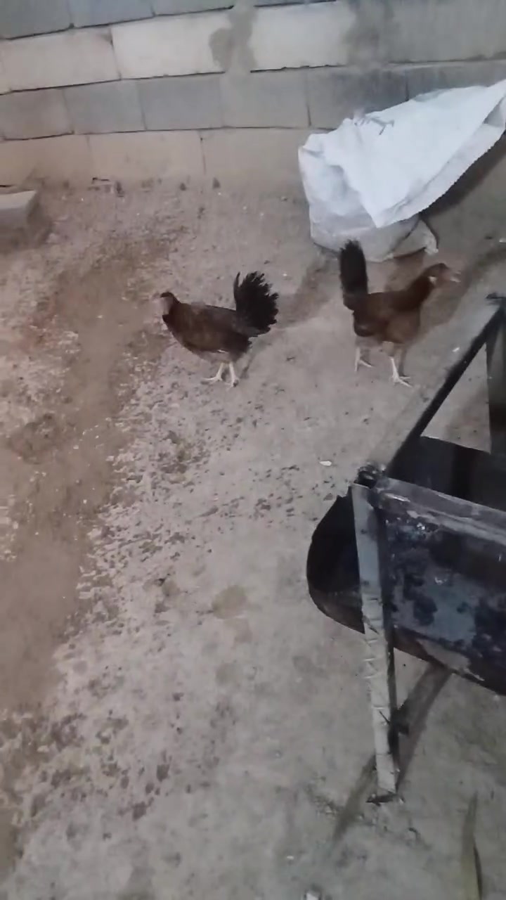 دجاج للبيع بل البصره المطيحه مناوي لجم سعر الوحده 25 المو شراي لايراسل رقم الهاتف *********** متوفر وتساب والشراي راسل وتساب المو شراي لايراسل رجاءا صحتهن خير من الله
