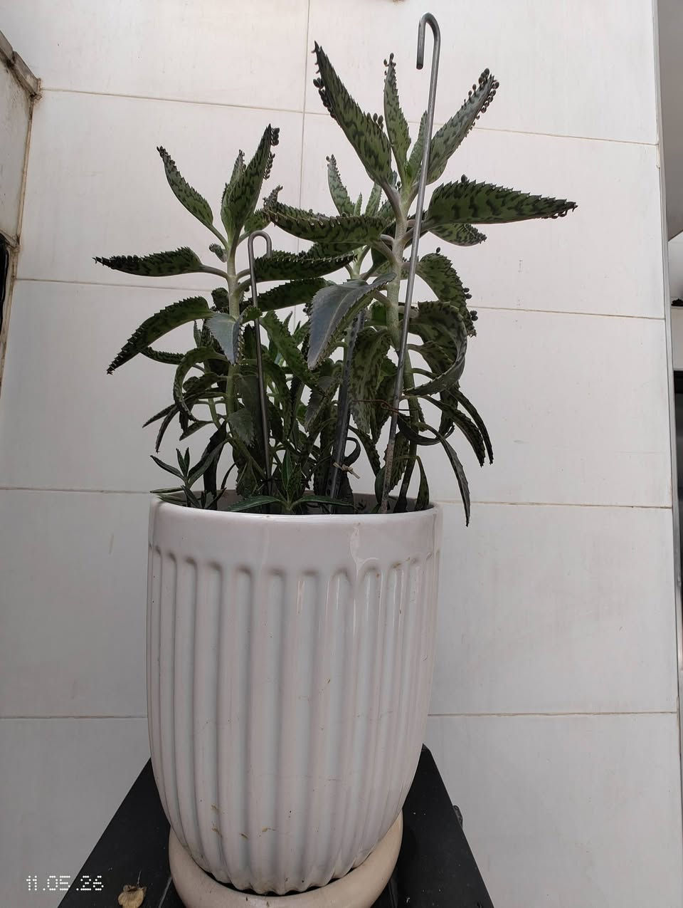 نباتات ظلية خارجية وداخليه للبيع


**إذا كنت صاحب هذا الإعلان وتريد حذفه لأي سبب، رجاءا أرسل رسالة إلى الدعم الفني**