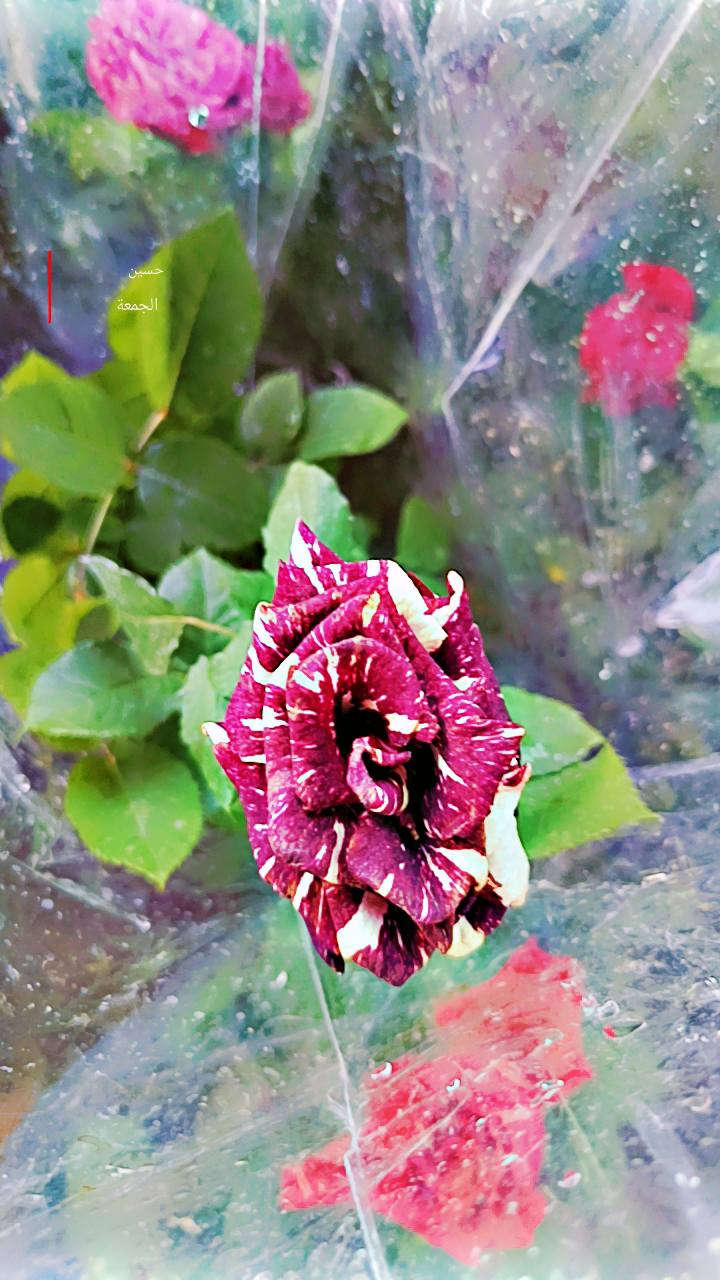 السلام عليكم
مشتل سيد حسين قرب جسر الصويره 
يوجد كافت انواع الأشجار الحمضيات والضليات والزينه 
ودايات البيتنجان والطماطه والفلفل
***********
