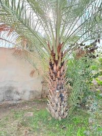 ناحية الزاب • تكريب نخيل • تنضيف السنون